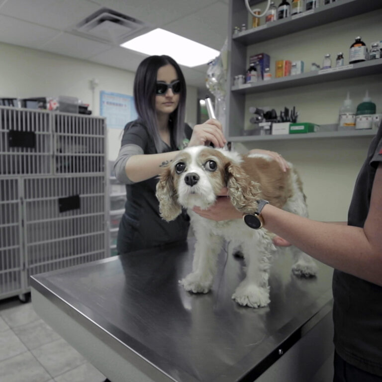 Veterinary staff member using a laser therapy device on a Cavalier King Charles Spaniel in a treatment room.
