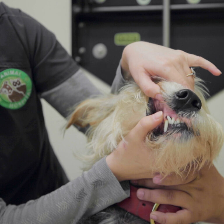 Veterinary staff member examining a dog's teeth, emphasizing dental health at Pine Animal Hospital in Long Beach.