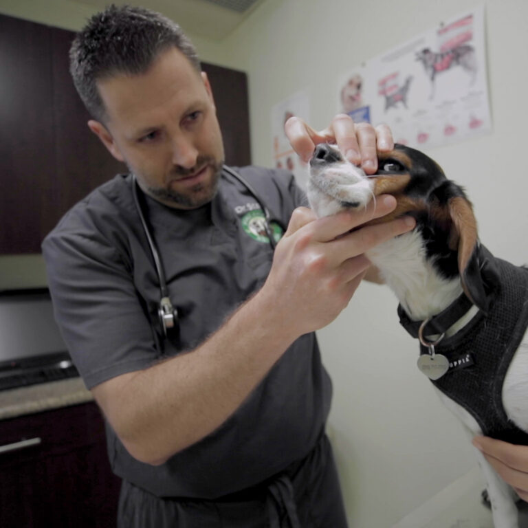 Veterinarian examining a dog's mouth in a clinical setting at Pine Animal Hospital, emphasizing compassionate pet care.