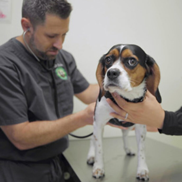 Veterinarian examining a Beagle dog during a wellness check at Pine Animal Hospital, emphasizing compassionate care.