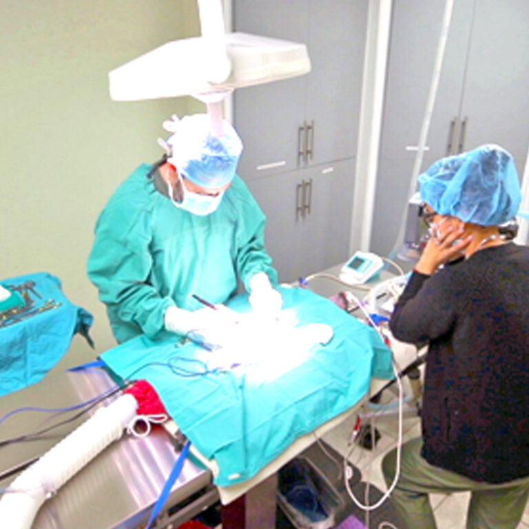 Veterinarian performing surgery with surgical instruments and assistant monitoring in a modern veterinary facility.