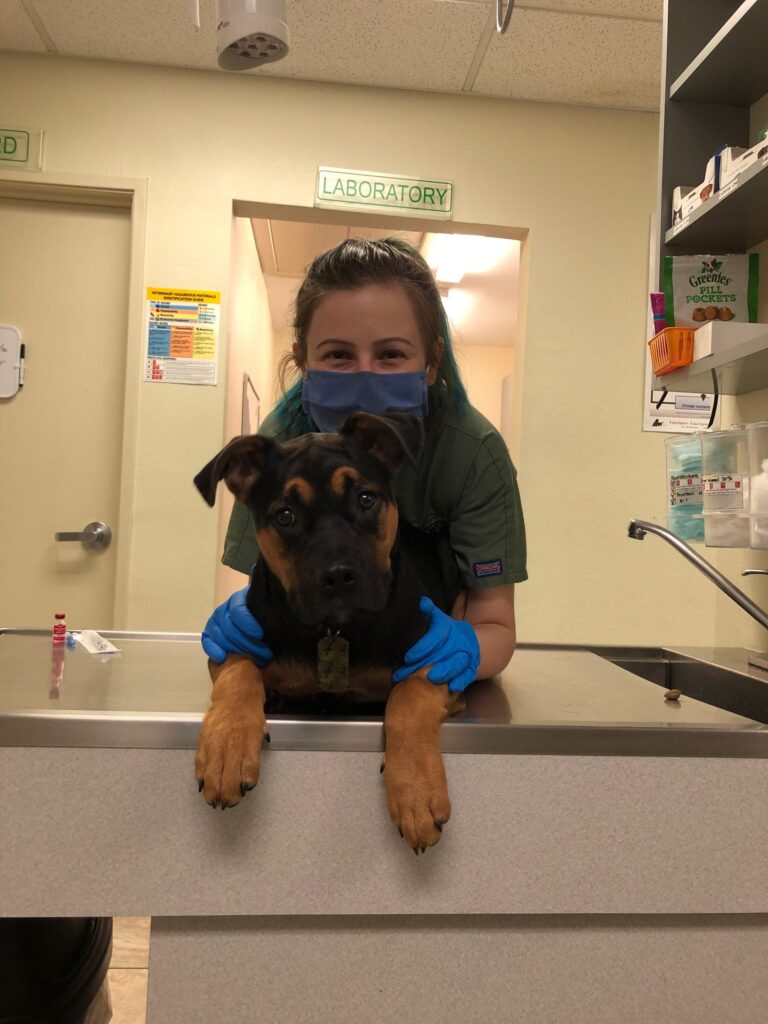 ### Main Subjects
- **Dog**: A young, medium-sized dog with a black and brown coat.
- **Veterinary Technician**: A person wearing a mask and gloves, smiling while interacting with the dog.

### Notable Features
- **Veterinary Setting**: The background suggests a veterinary clinic with medical supplies visible.
- **Equipment**: A countertop with medical instruments and supplies.

### Text/Symbols
- **Signage**: "LABORATORY" is visible on the wall, indicating the area of the clinic.

### Overall Mood/Theme
The image conveys a warm, caring atmosphere typical of a veterinary clinic, highlighting the bond between the technician and the dog, suggesting a theme of compassion and care for animals.