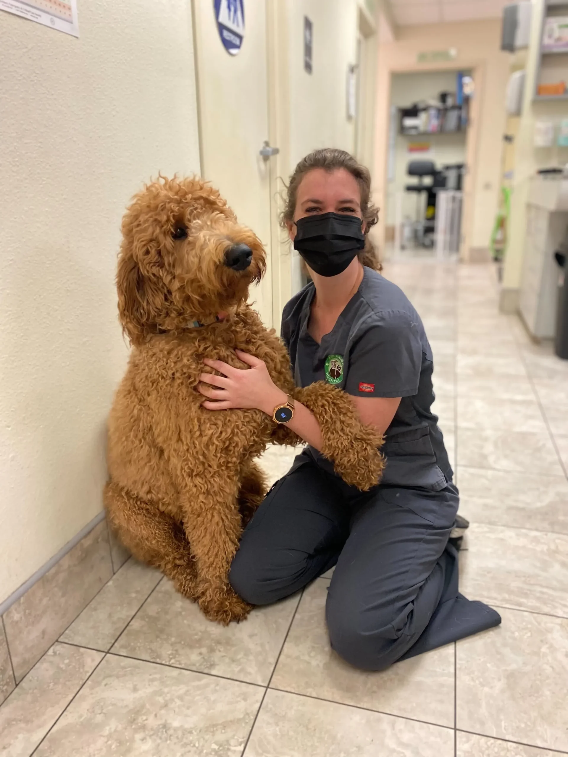 Veterinarian performing acupuncture on a relaxed dog in a holistic care setting