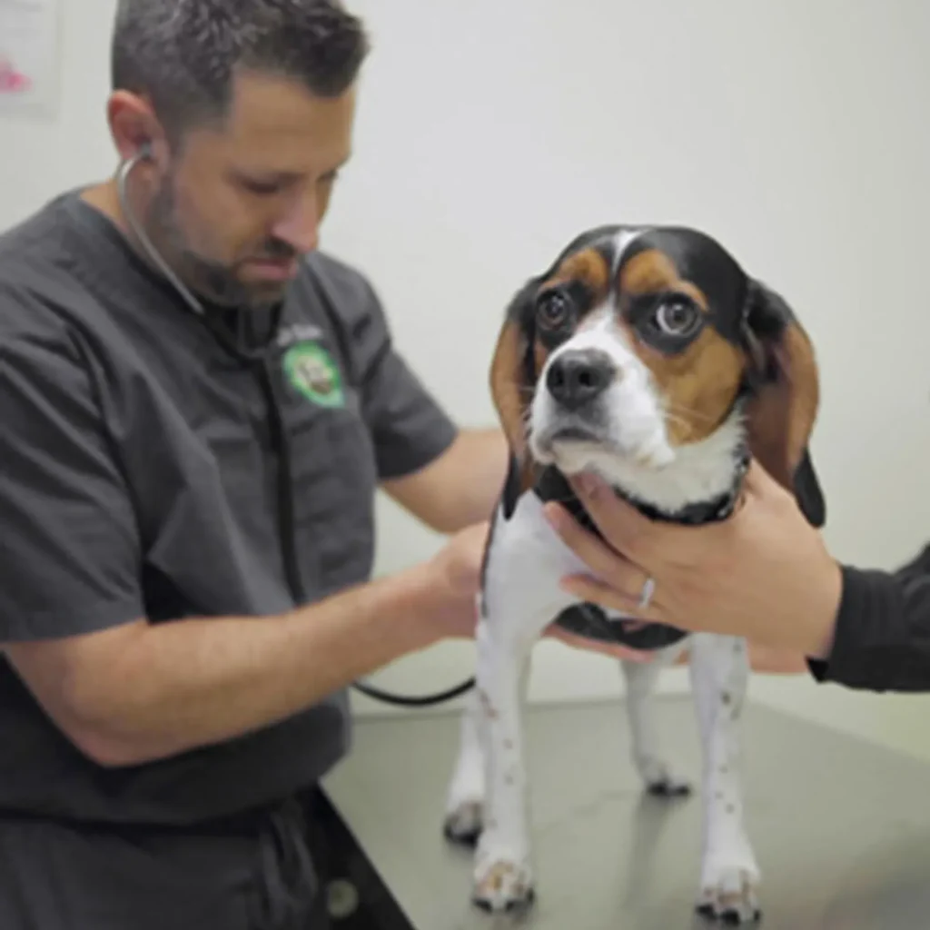 Veterinarian examining a beagle dog in a clinical setting, focusing on pet health and wellness.