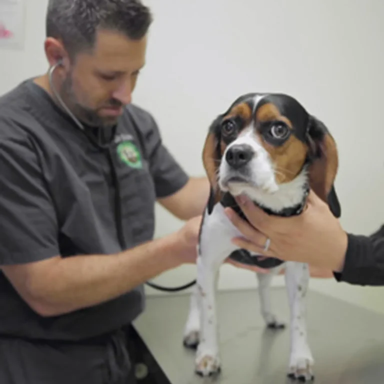 Veterinarian with a special interest in cardiology examining a Beagle in a clinical setting.
