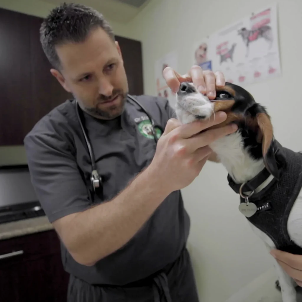 Veterinarian performing acupuncture on a dog, illustrating holistic veterinary therapies