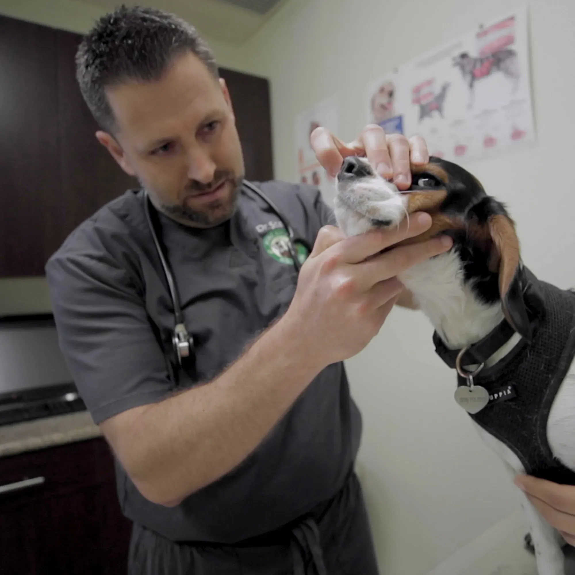 Veterinarian giving a vaccine to a calm puppy, illustrating the importance of core vaccinations