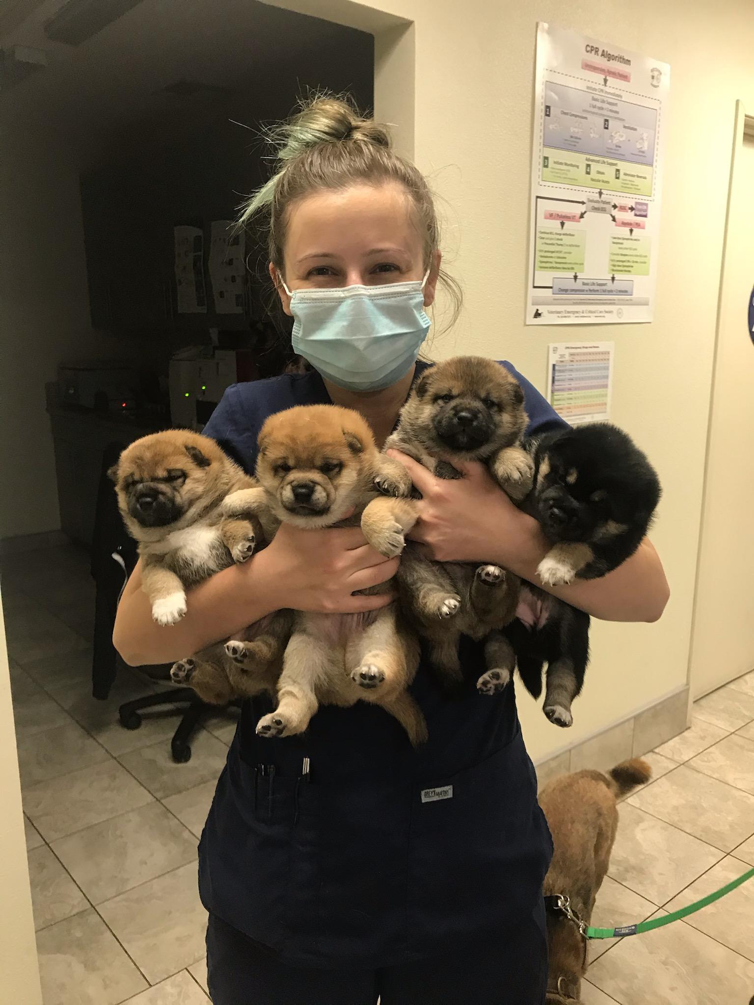 Holistic care setup for puppies with natural supplements and healthy food, promoting integrative wellness