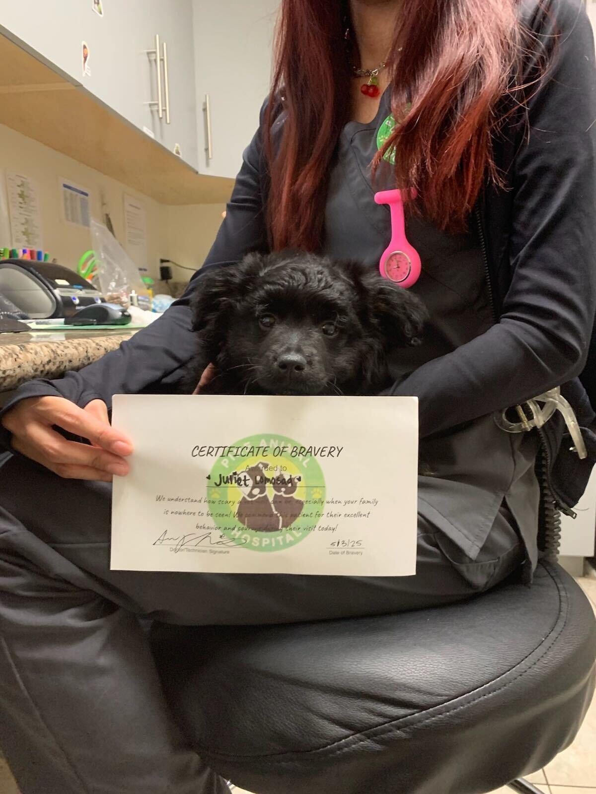 Calendar with pet vaccination reminders and a veterinarian discussing health plans