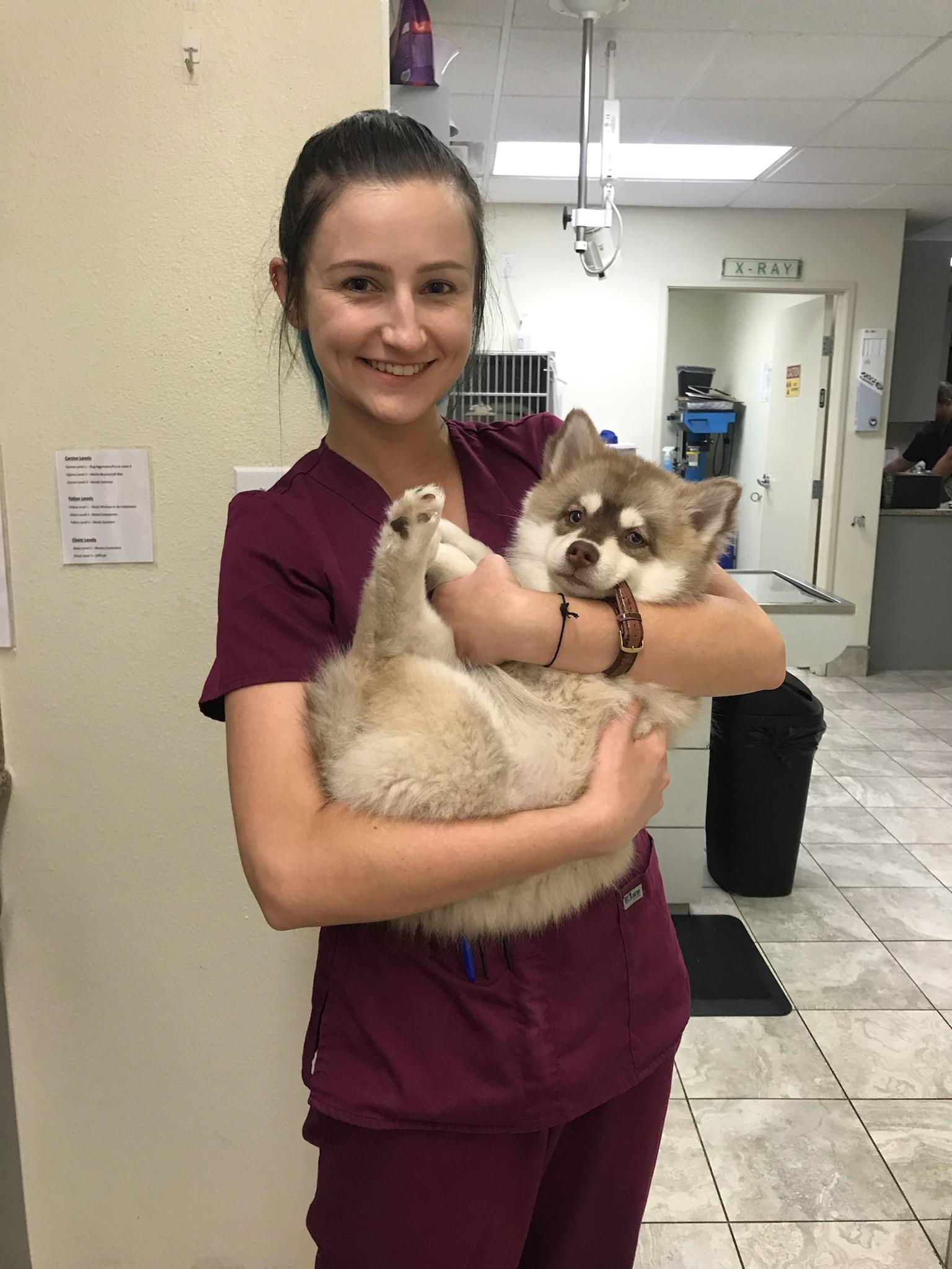 Pet owner organizing an emergency kit and health records for their pet to prepare for a veterinary visit